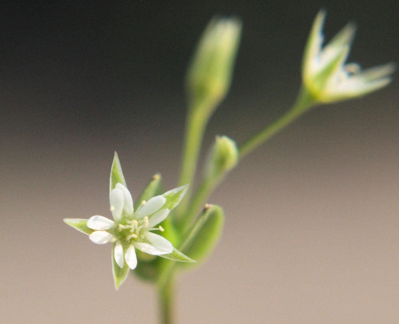 Stitchwort, Bog flower